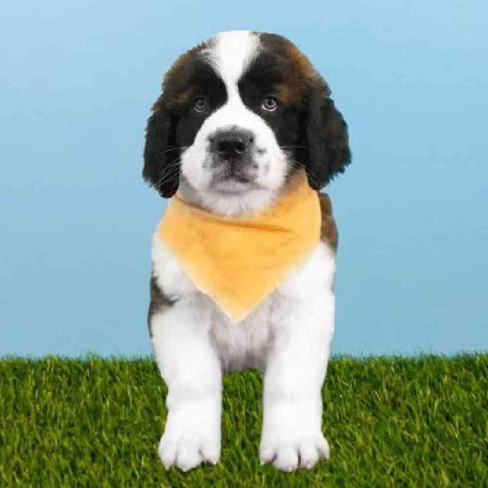 Male Saint Bernard Puppy for sale