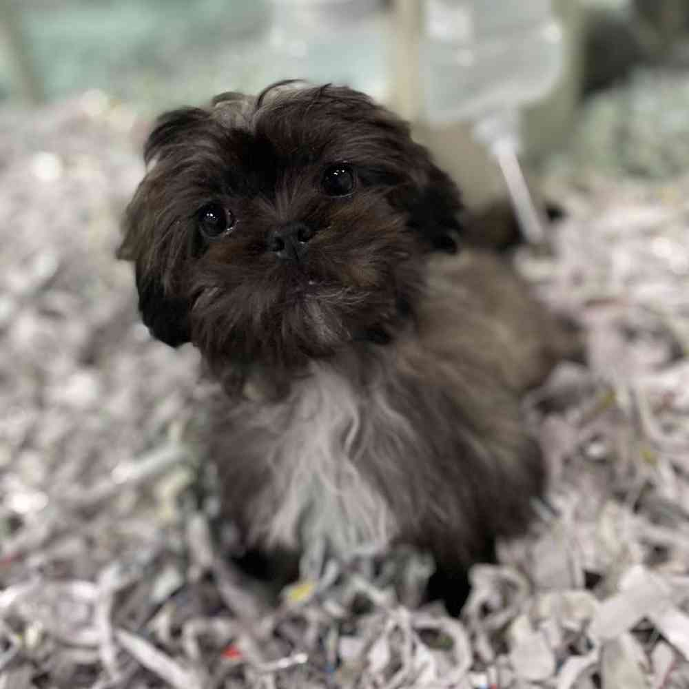 carousel pet images