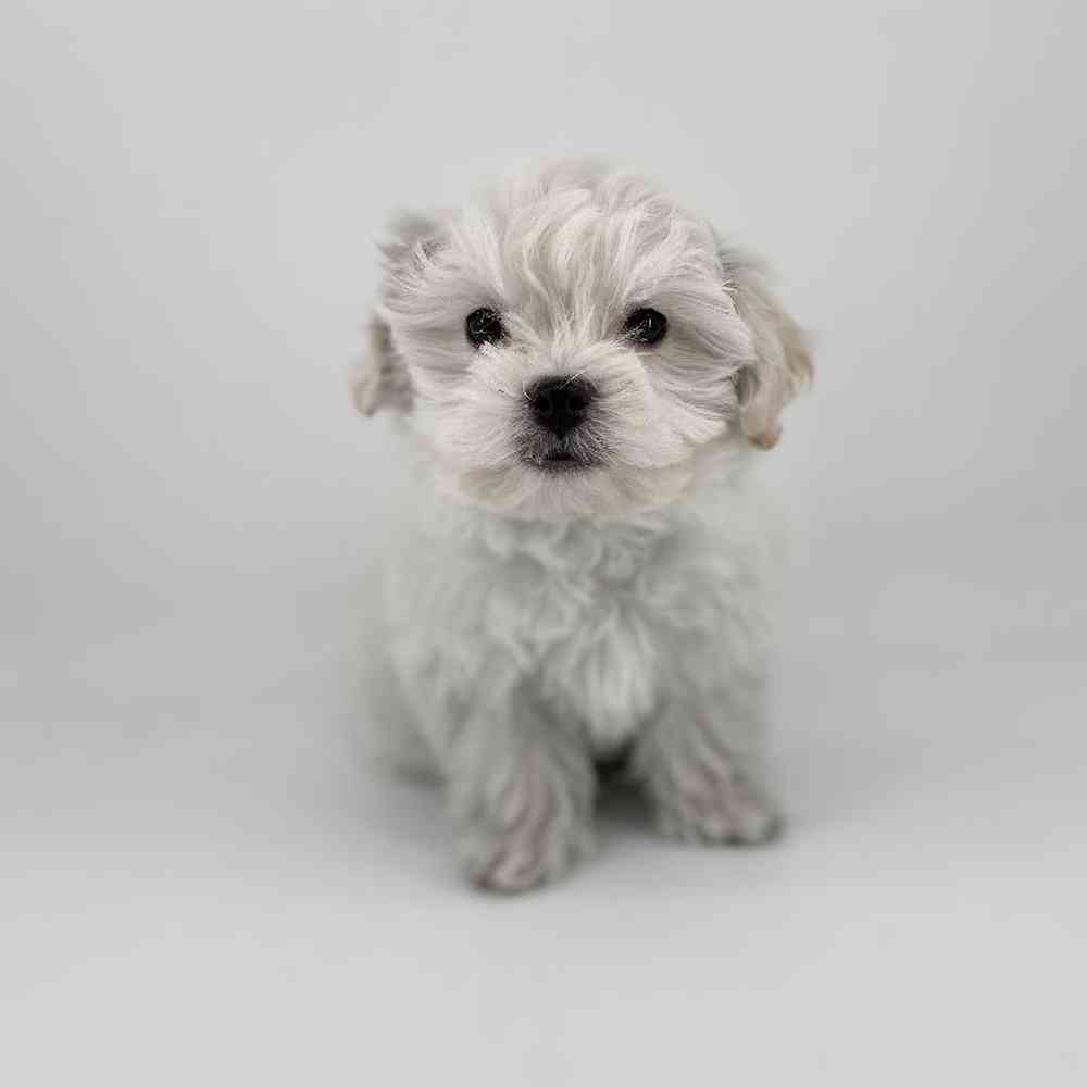 Male Maltipoo Puppy for Sale in Meridian, ID