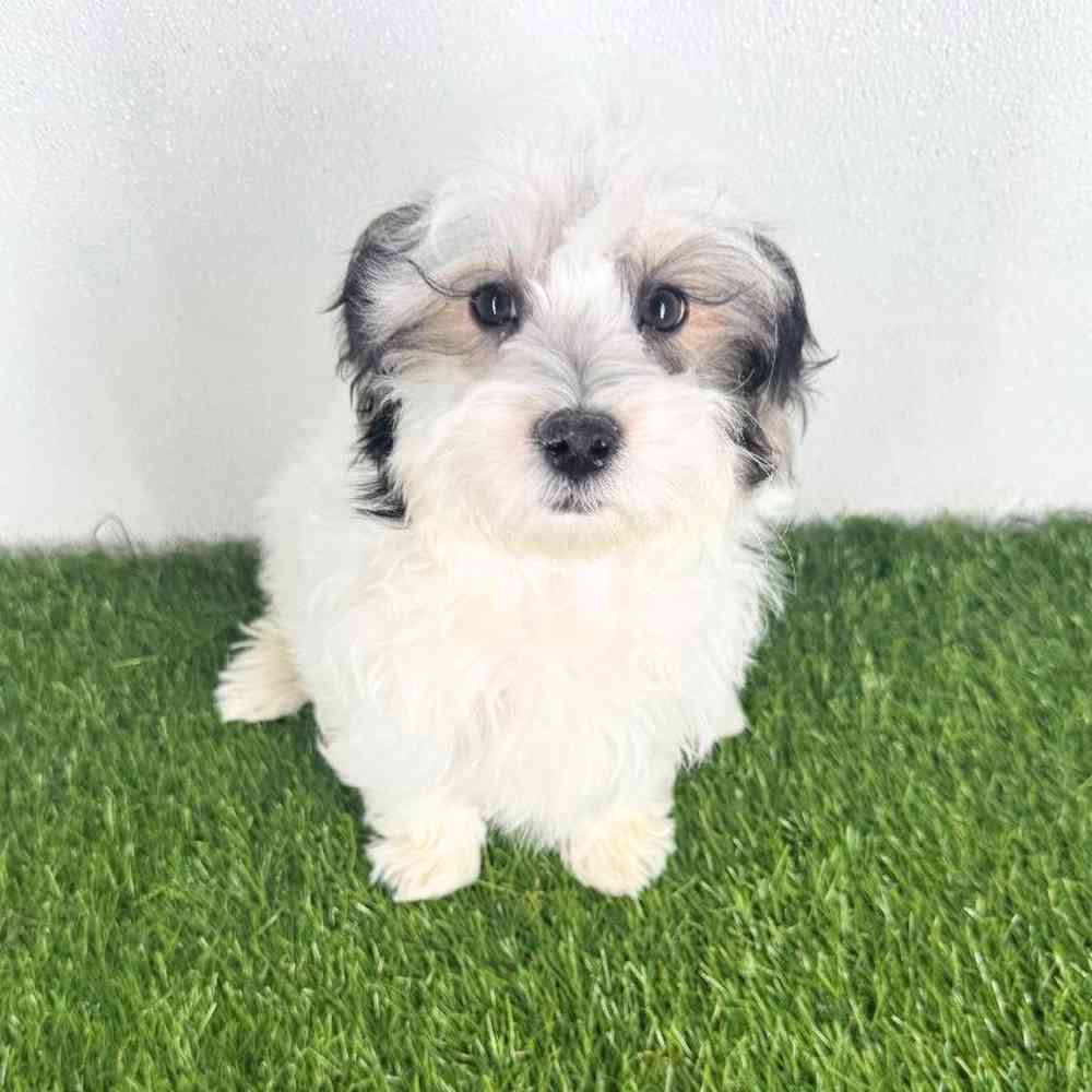 pet breed image