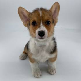 Pembroke Welsh Corgi