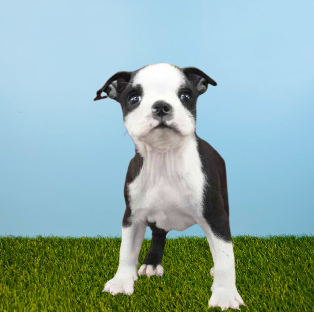 Female Boston Terrier Puppy for Sale in Meridian, ID