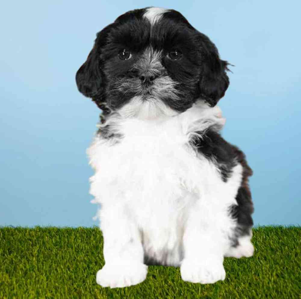 Female Shizapoo Puppy for sale