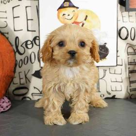 Cavapoo