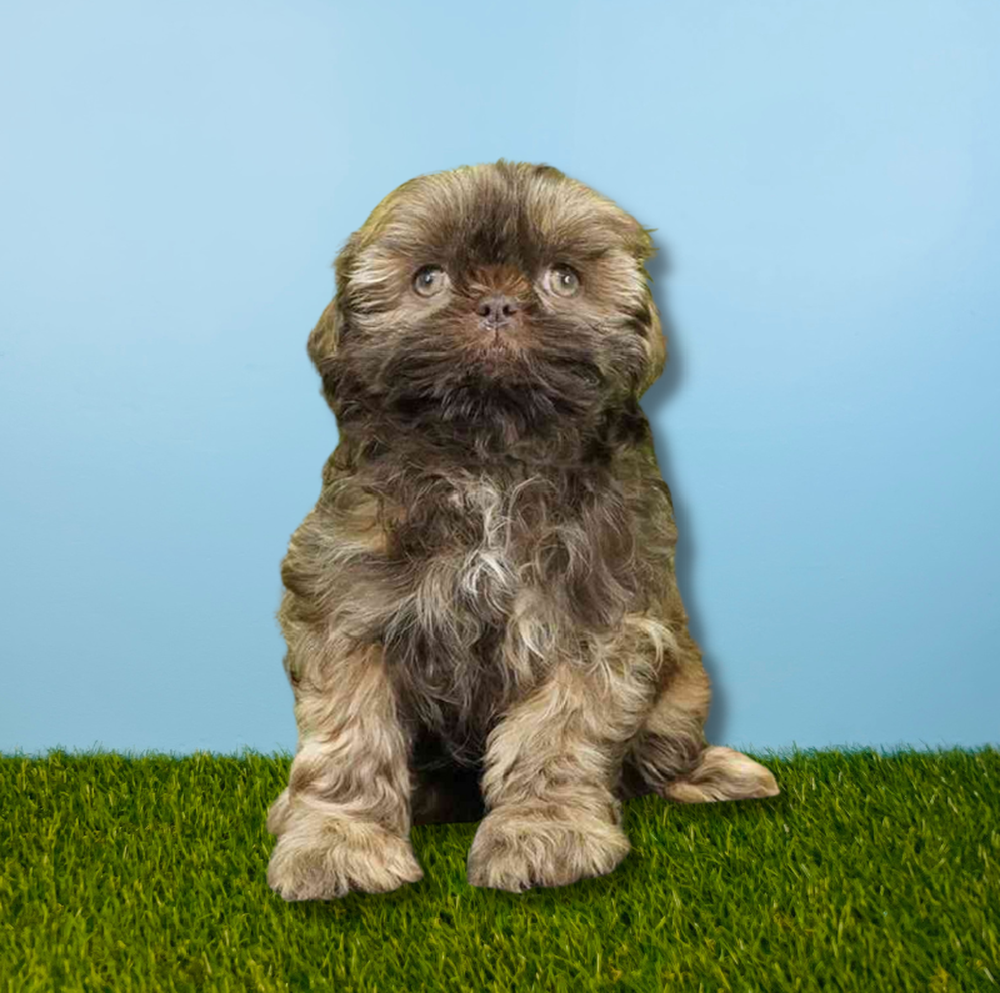 Female Shih Tzu Puppy for Sale in Tolleson, AZ