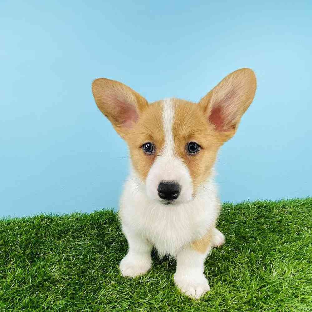 Male Pembroke Welsh Corgi Puppy for sale