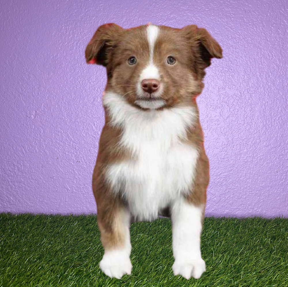 Male Mini Aussie Puppy for Sale in New Braunfels, TX