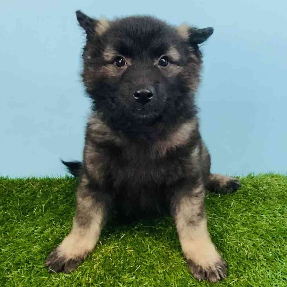 Female Keeshond Puppy for sale