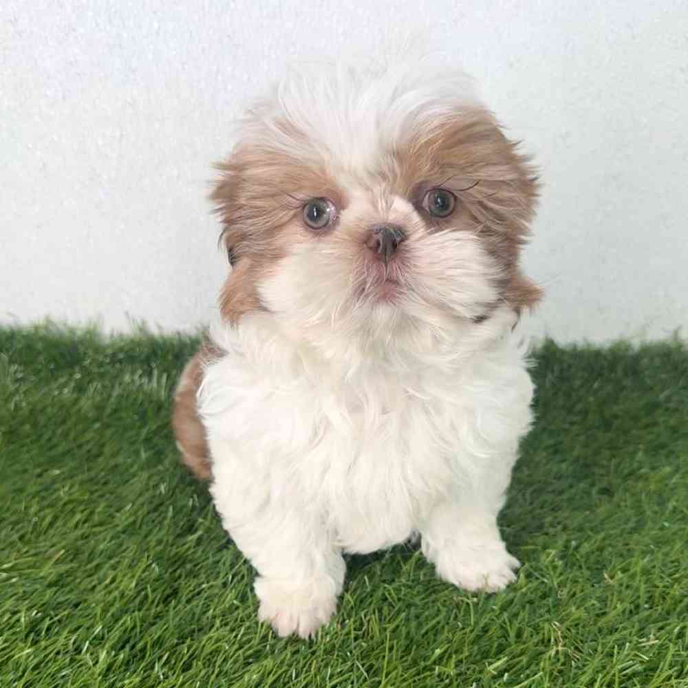 pet breed image
