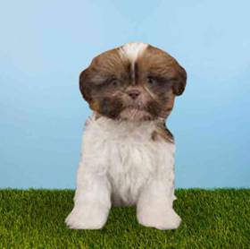 Shih Tzu