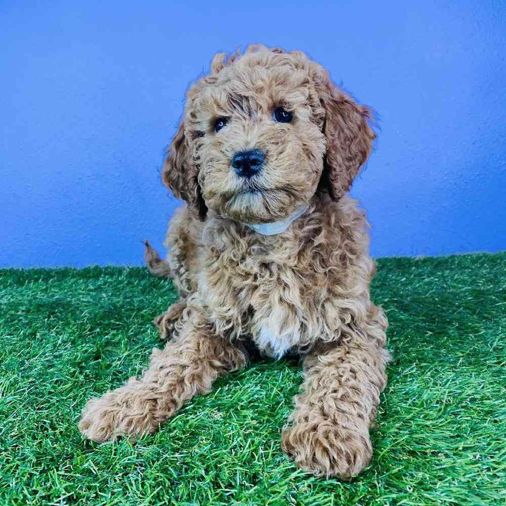 Female 2nd Gen Mini Goldendoodle Puppy for sale