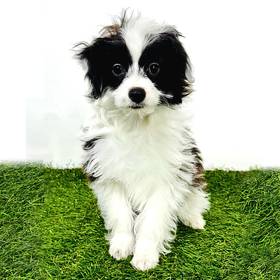 Mini Aussiedoodle