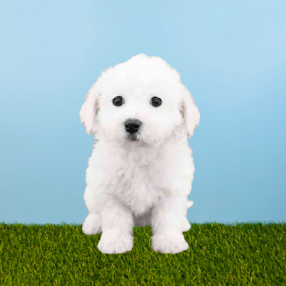 Female Bichon Puppy for Sale in Pasadena, TX