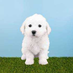 Bichon