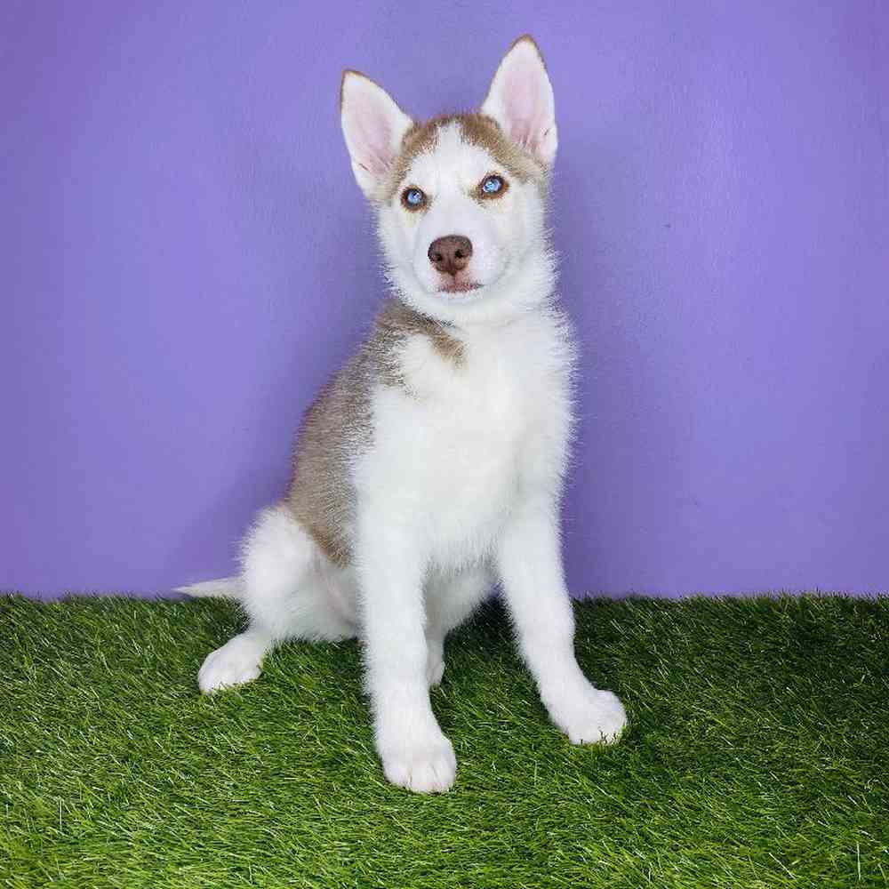 Female Siberian Husky Puppy for sale