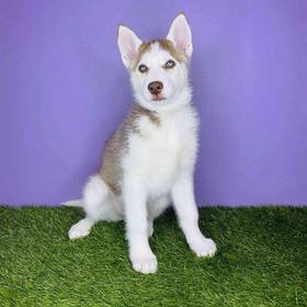 Siberian Husky