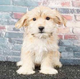 Morkie