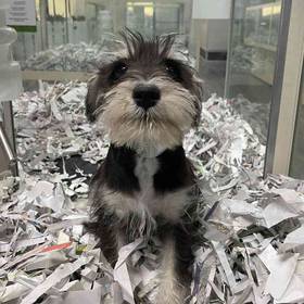 Mini Schnauzer