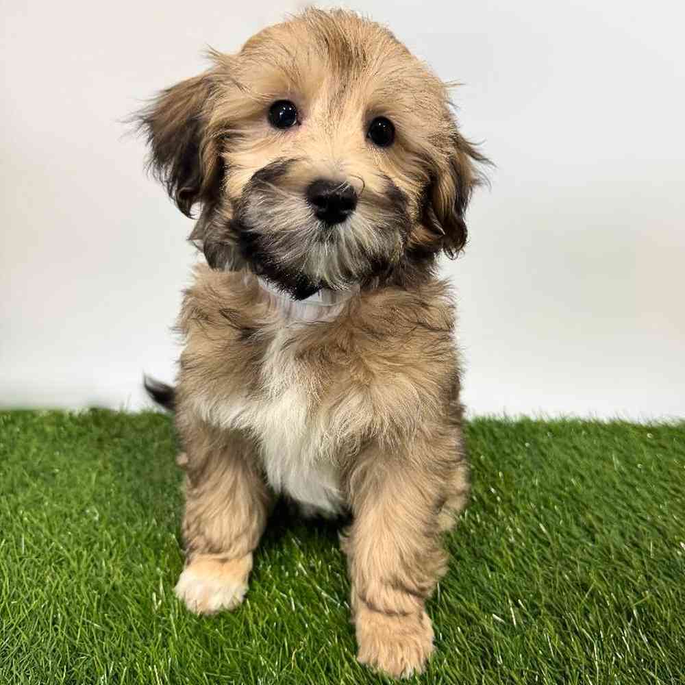 pet breed image