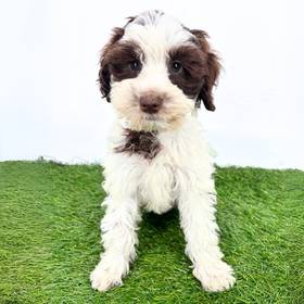 Schnoodle