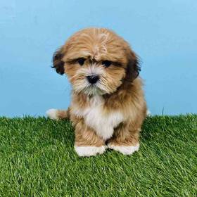 Lhasa Apso