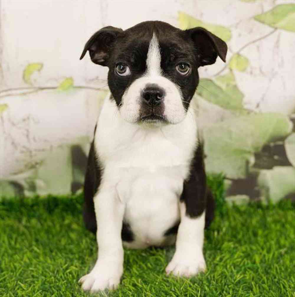 pet breed image