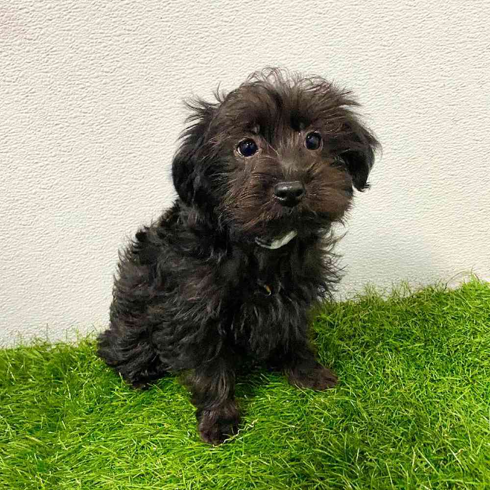 pet breed image