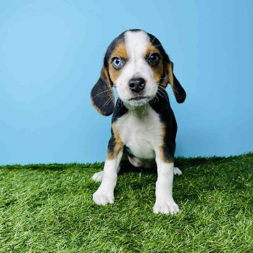 Female Beagle Puppy for sale