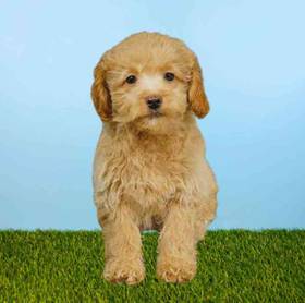 2nd Gen Mini Goldendoodle