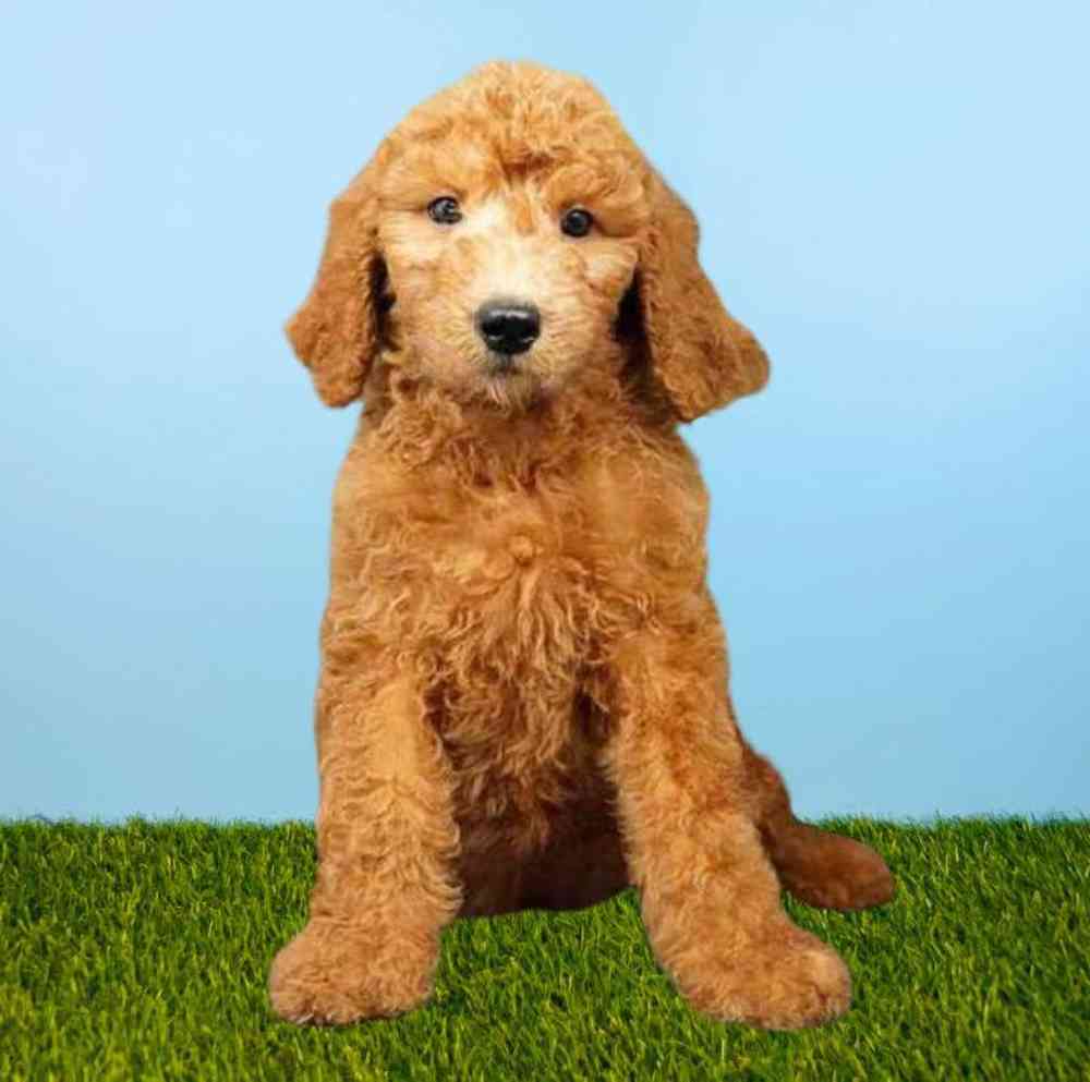 Female 2nd Gen Standard Goldendoodle Puppy for Sale in Meridian, ID