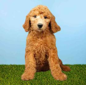 2nd Gen Standard Goldendoodle