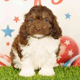 2nd Gen Cockapoo