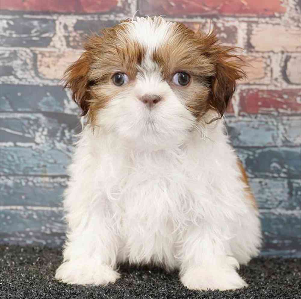 shizu Mini Perfect Petzzz Shih Tzu – Stevenson's Toys & Games
