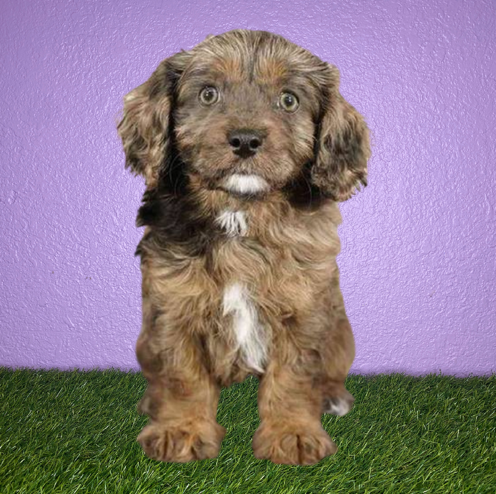 Female Cavapoo Puppy for Sale in New Braunfels, TX