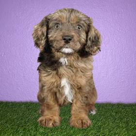 Cavapoo