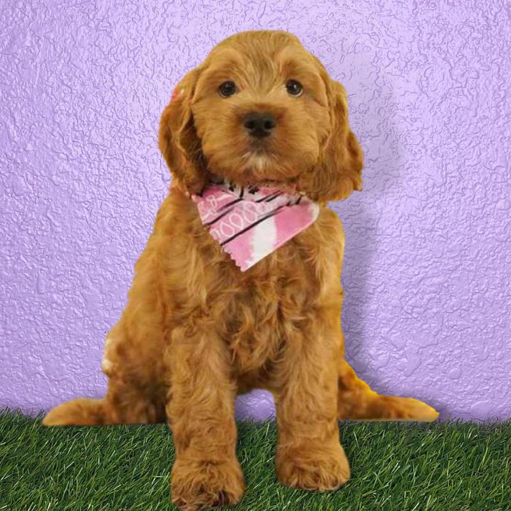 Female Cockapoo Puppy for sale