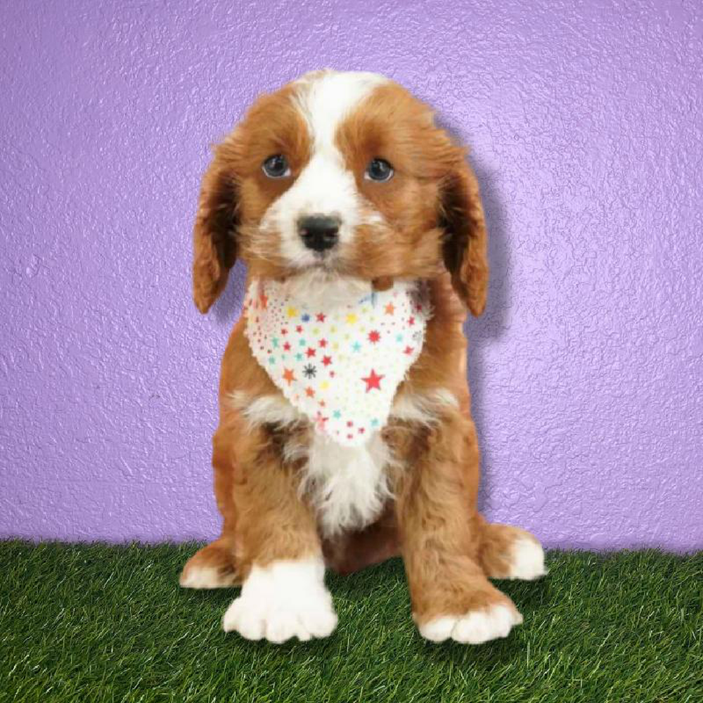 carousel pet images