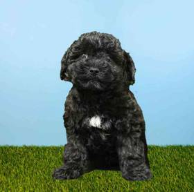 Bichapoo