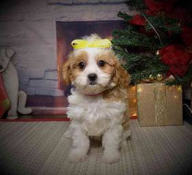 Cavapoo