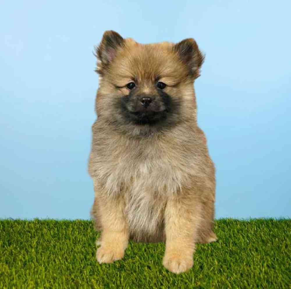 Male Pomeranian Puppy for Sale in Meridian, ID