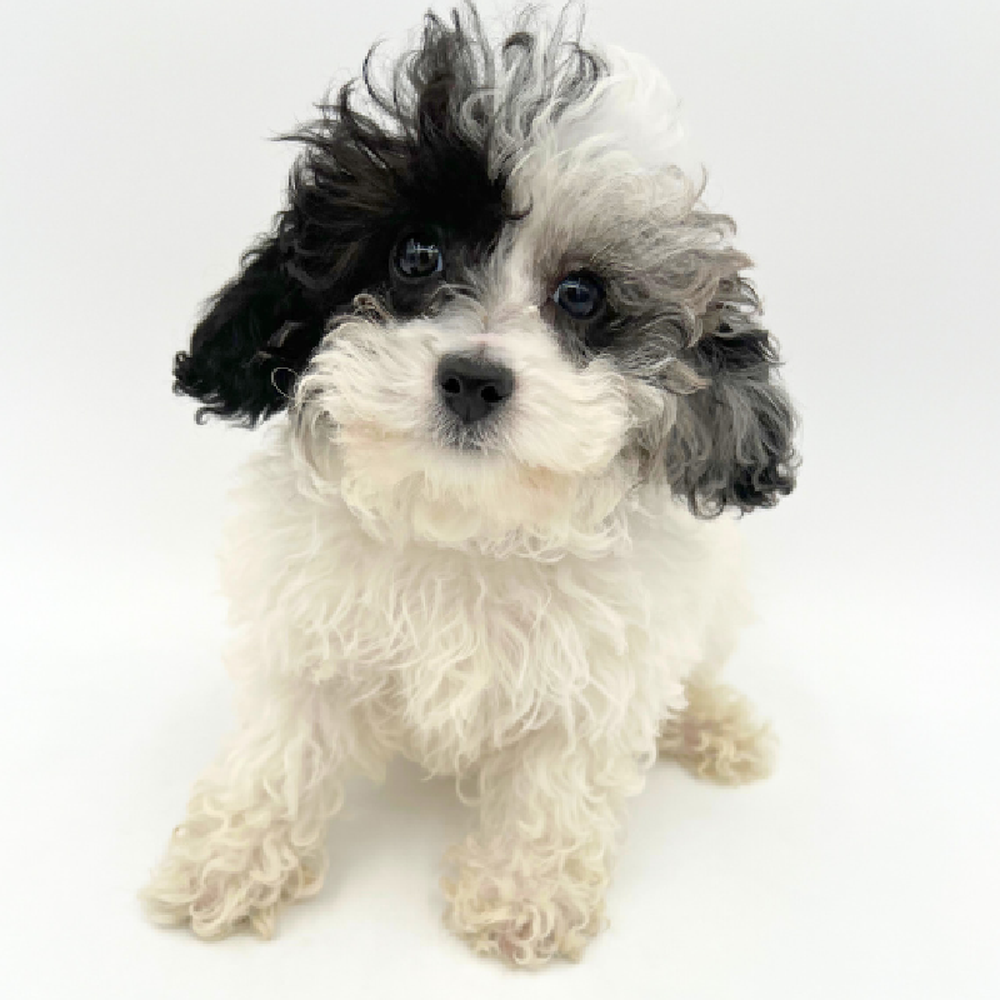 carousel pet images