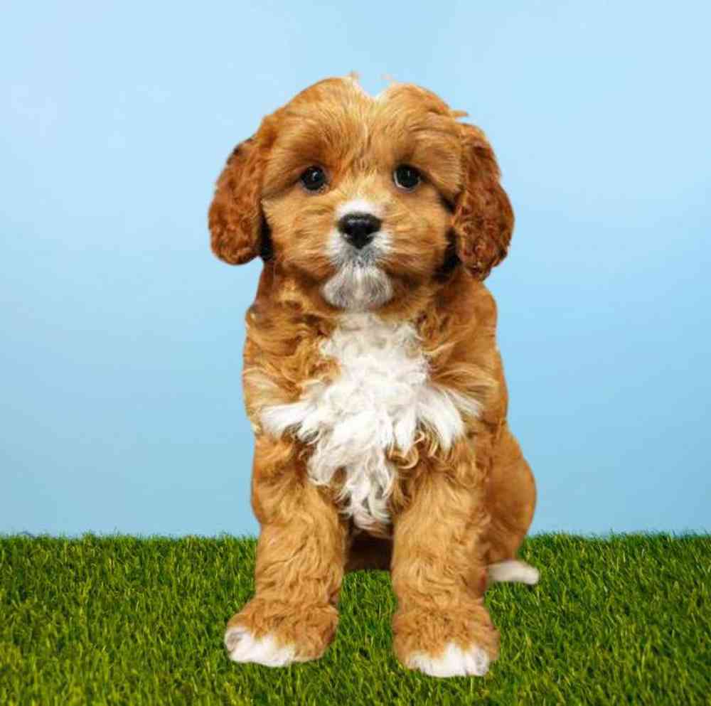 Female Cavapoo Puppy for Sale in Meridian, ID