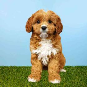 Cavapoo