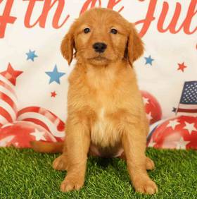 Golden Retriever