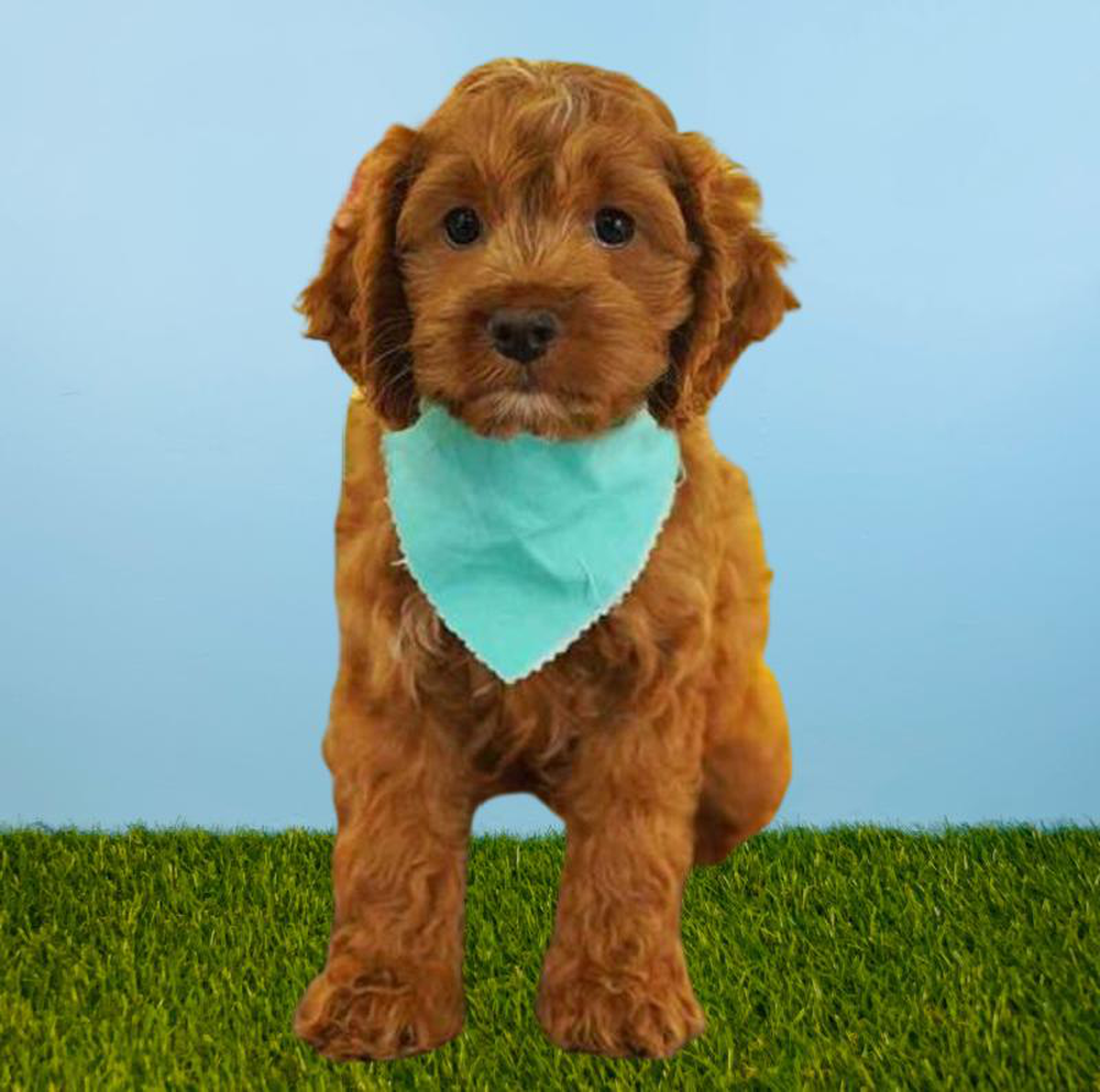 Male Cockapoo Puppy for sale