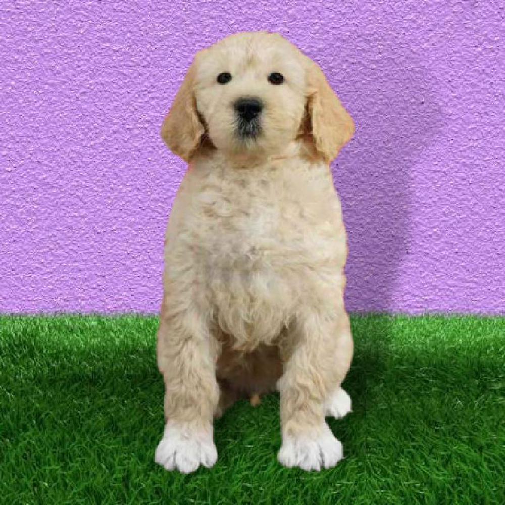 Female 2nd Gen Standard Goldendoodle Puppy for sale