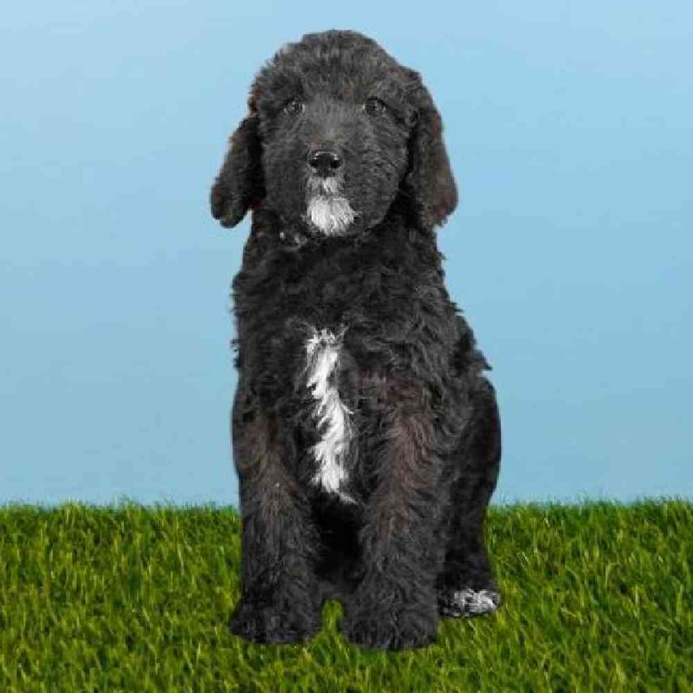 Male Sheepadoodle Puppy for sale