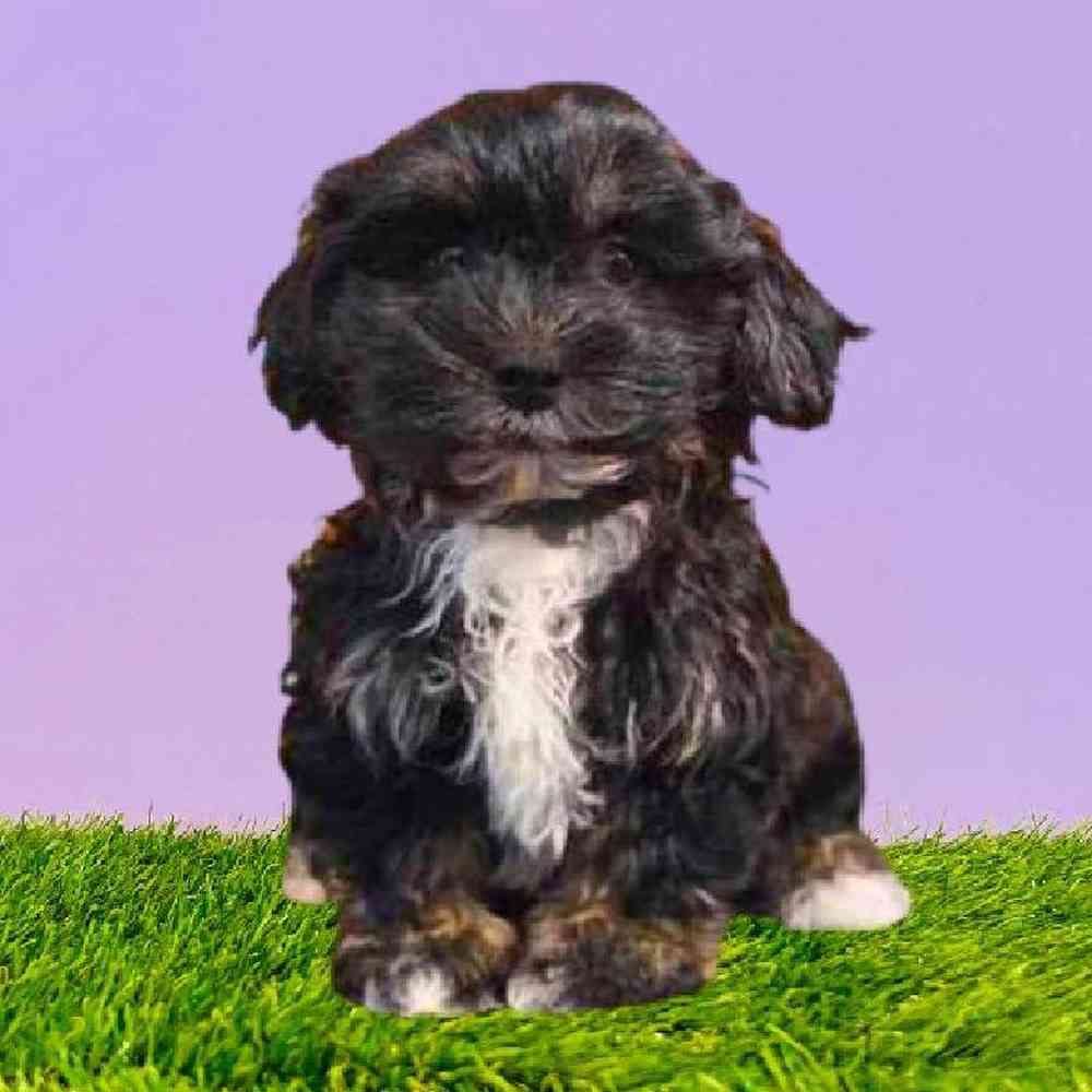 carousel pet images