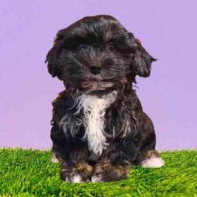 Havanese