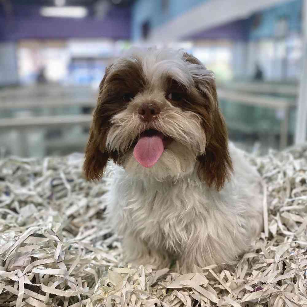 carousel pet images
